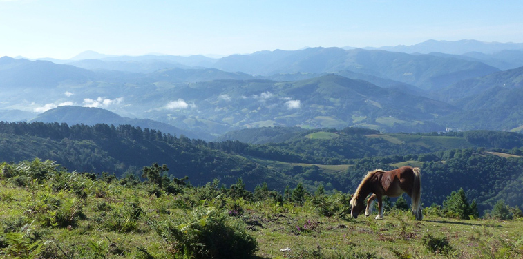 Promenades à cheval autour du camping